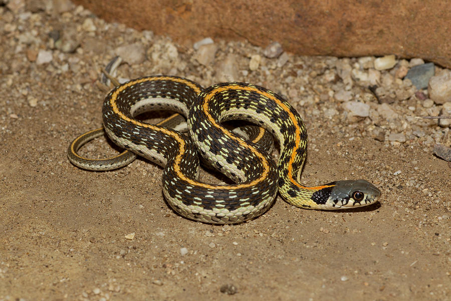 Black-necked Garter Snake Photograph by James Zipp - Pixels