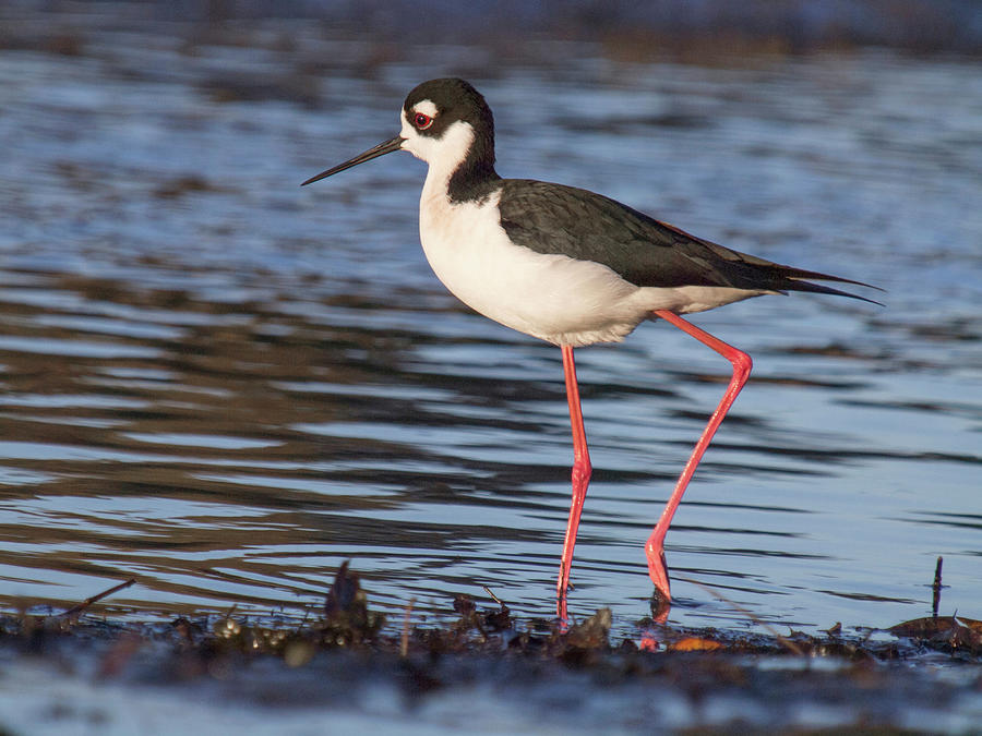 Black Necked Stilt, Himantopus Mexicanus Digital Art by Jouko Van Der ...