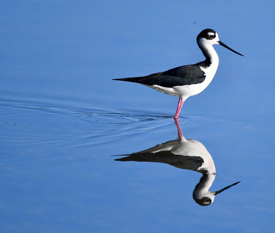 Black-Necked Stilt Photograph by James Convery - Pixels