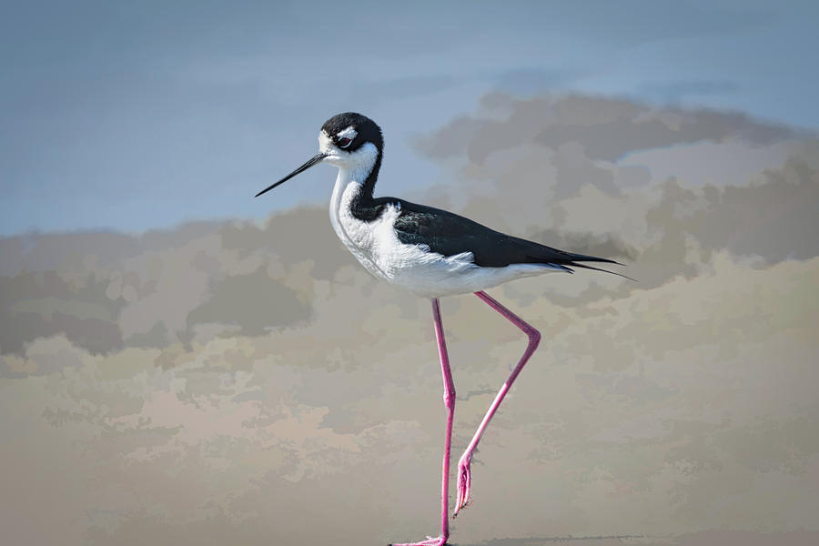 Black Necked Stilt With Abstract Background Photograph