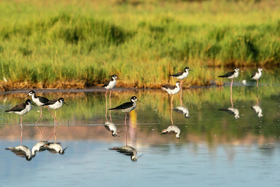 Black-necked Stilt,cathy And Gordon Photograph by Jaynes Gallery - Fine ...