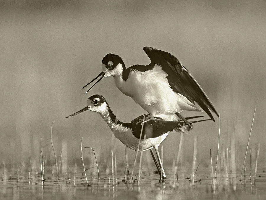 Black-necked Stilts Courting Photograph by Tim Fitzharris