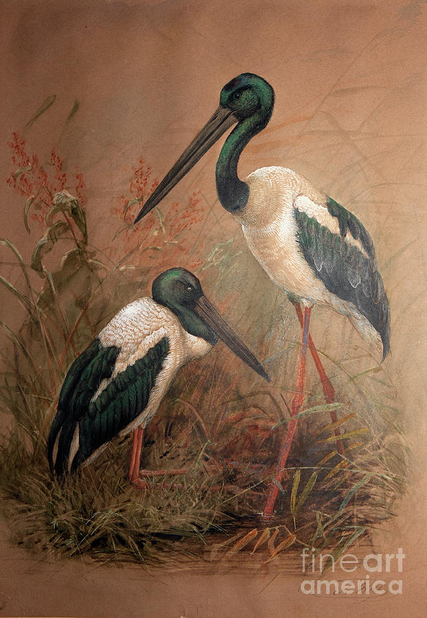 Animal Painting - Black-necked Stork by Joseph Wolf