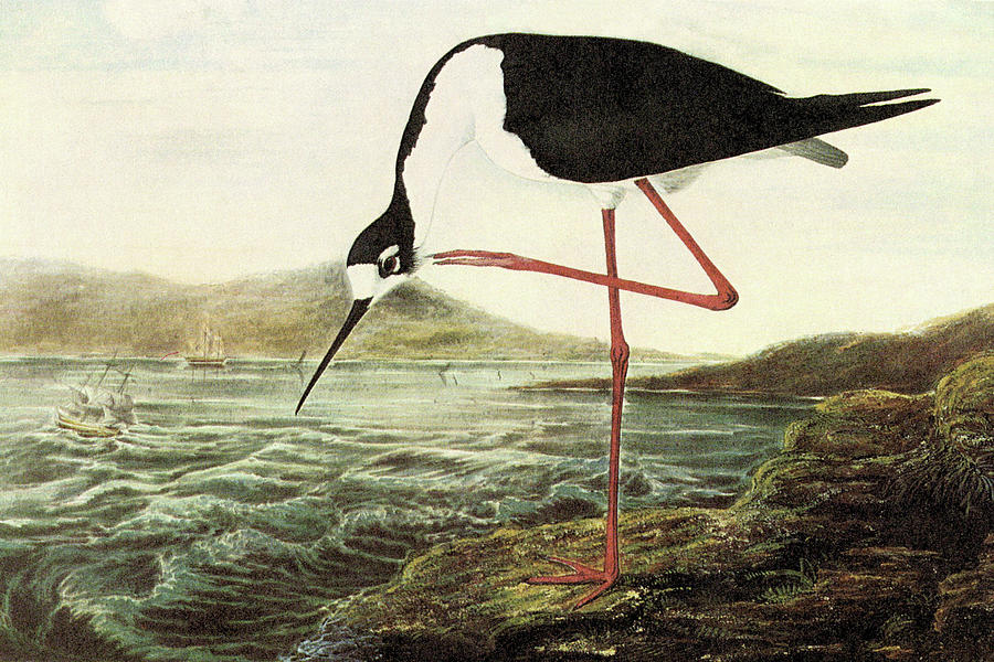 Black-Necked Sytilt Painting by John James Audubon