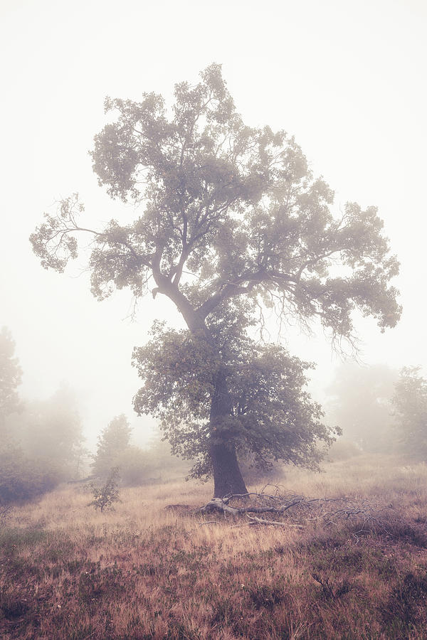 Black Oak in Fog Photograph by Alexander Kunz