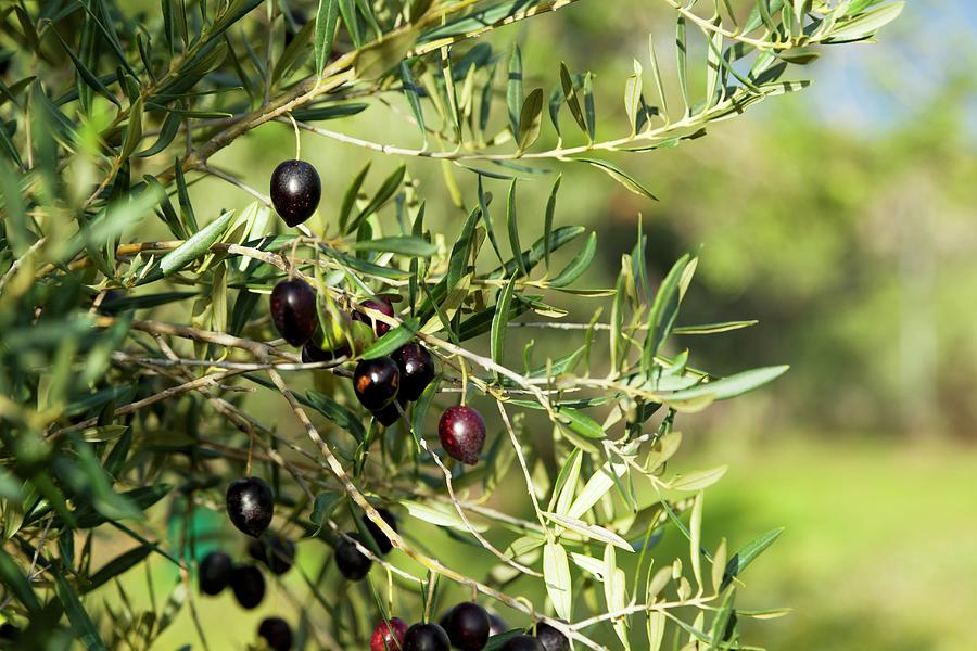 Black Olives On The Tree Photograph by Geoff Fenney