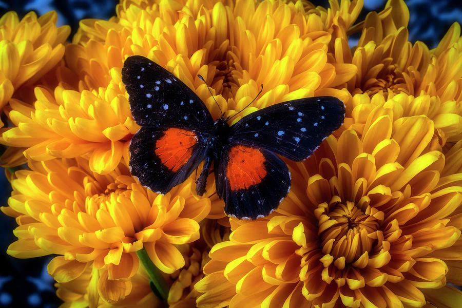 Spider Photograph - Black Orange Butterfly On Yellow Mums by Garry Gay