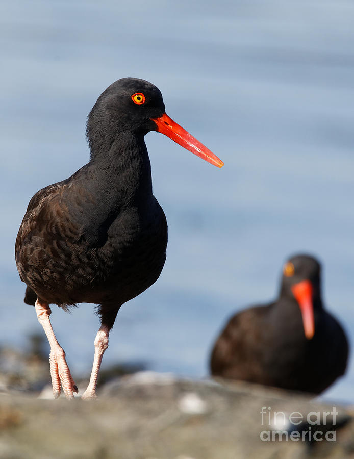 Black Oystercatcher along the Beach by Sue Harper Black Oystercatcher along the Beach by Sue Harper