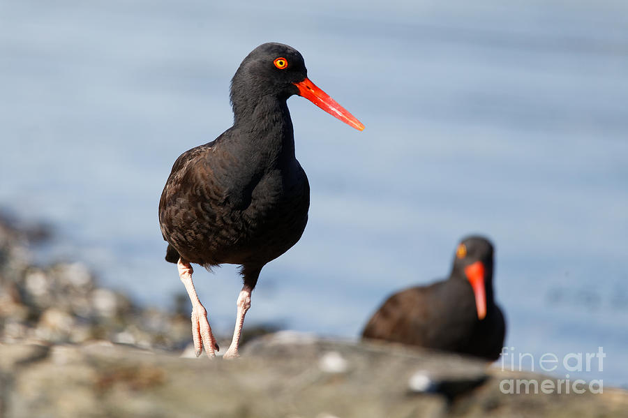 Black Oystercatcher at the Beach by Sue Harper Black Oystercatcher at the Beach by Sue Harper