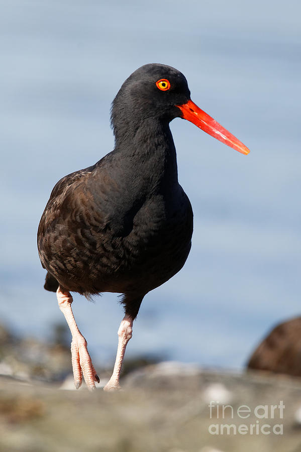 Black Oystercatcher Beachside by Sue Harper Black Oystercatcher Beachside by Sue Harper