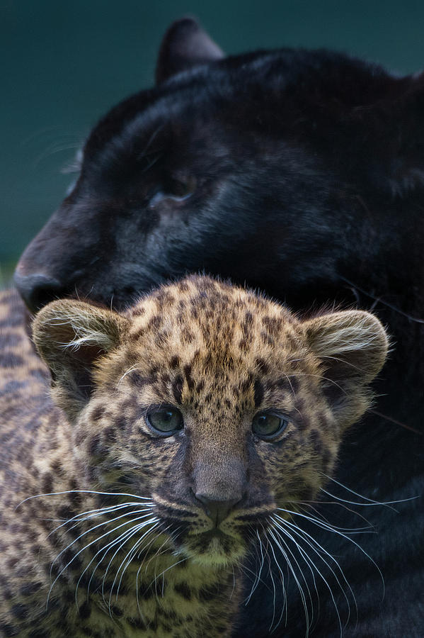 panther cubs