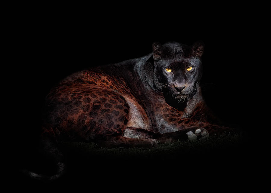 Animal Photograph - Black Panther by Helena Garca