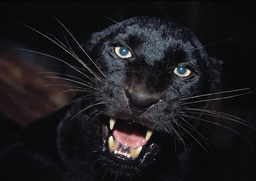 Black Panther Panthera Pardus Face Photograph by Nhpa