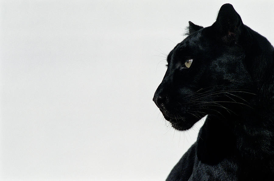 Black Panther Panthera Pardus, Profile Photograph by Ryan Mcvay