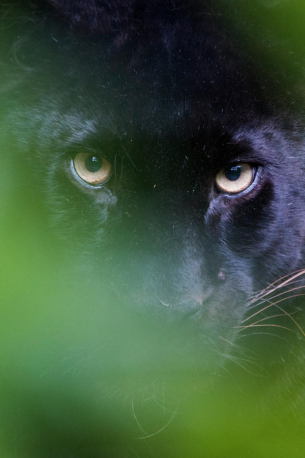 Black Panther Peering Through Leaves, Captive Photograph by Edwin ...