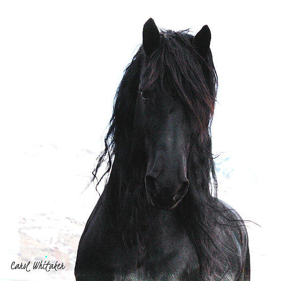 Black Pearl Gaze by Carol Whitaker Black Pearl Gaze by Carol Whitaker