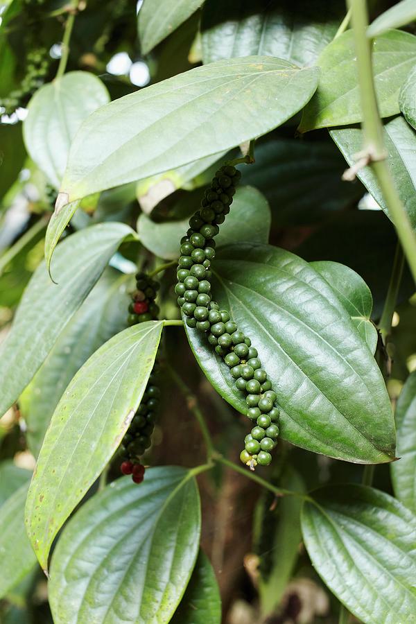 Black Pepper Vine With Ripe Peppercorns Photograph by Richards, Charlie ...