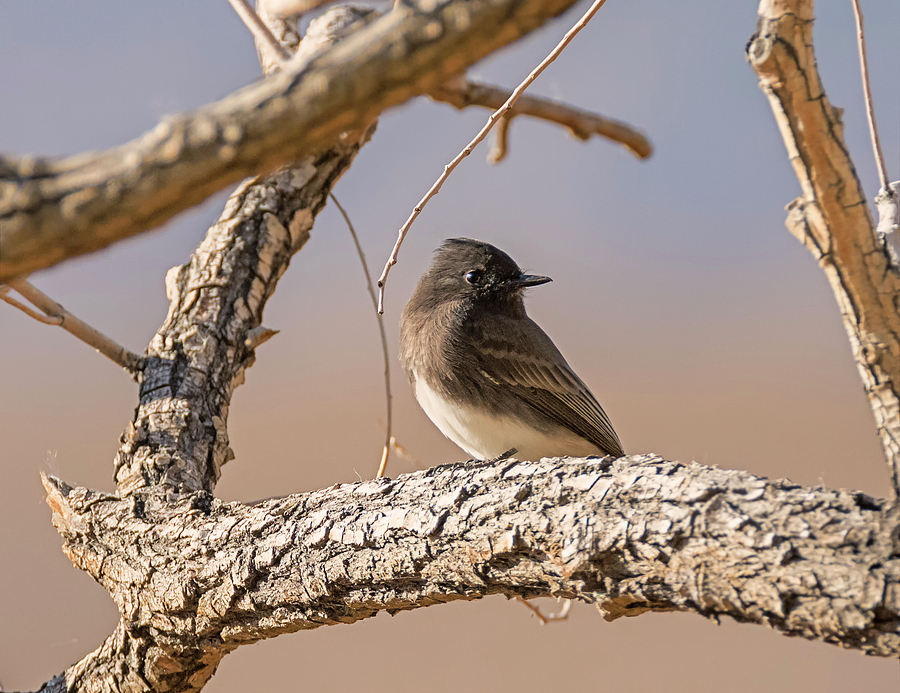 Black Phoebe in the Branches Photograph by Loree Johnson