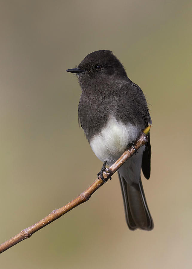 Birds Photograph - Black Phoebe, Sacramento County California by Doug Herr Birds Photograph - Black Phoebe, Sacramento County California by Doug Herr