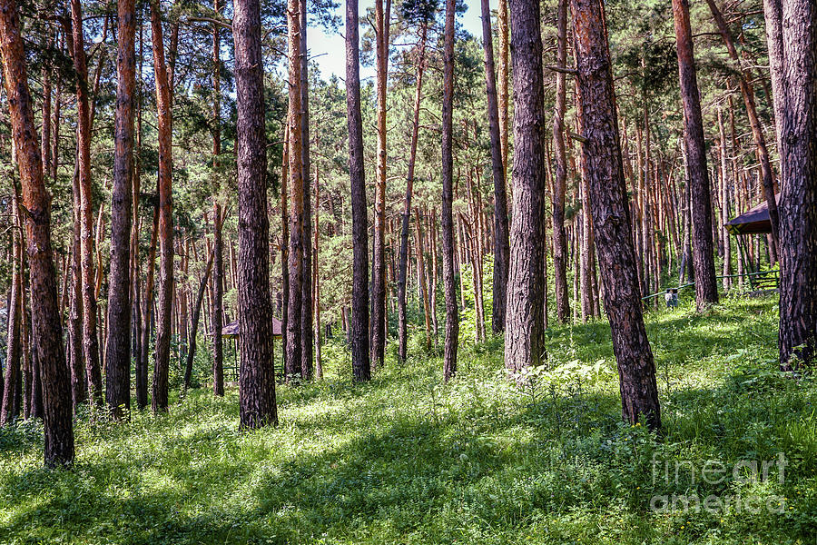 Black pine forest 1 Photograph by Claudia M Photography