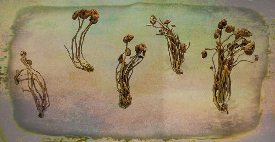 Black Popular Mushrooms Digital Art by Steve Taylor