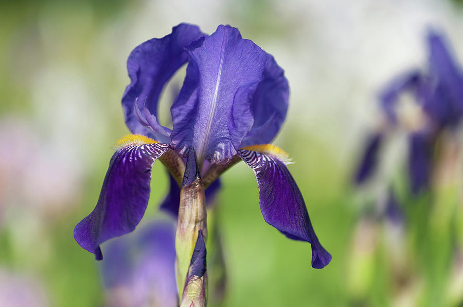 Black Prince. The Beauty Of Irises Photograph by Jenny Rainbow