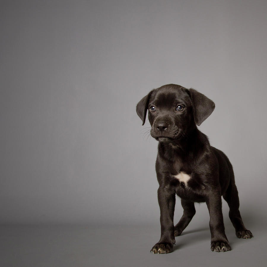 Animal Photograph - Black Puppy by Square Dog Photography
