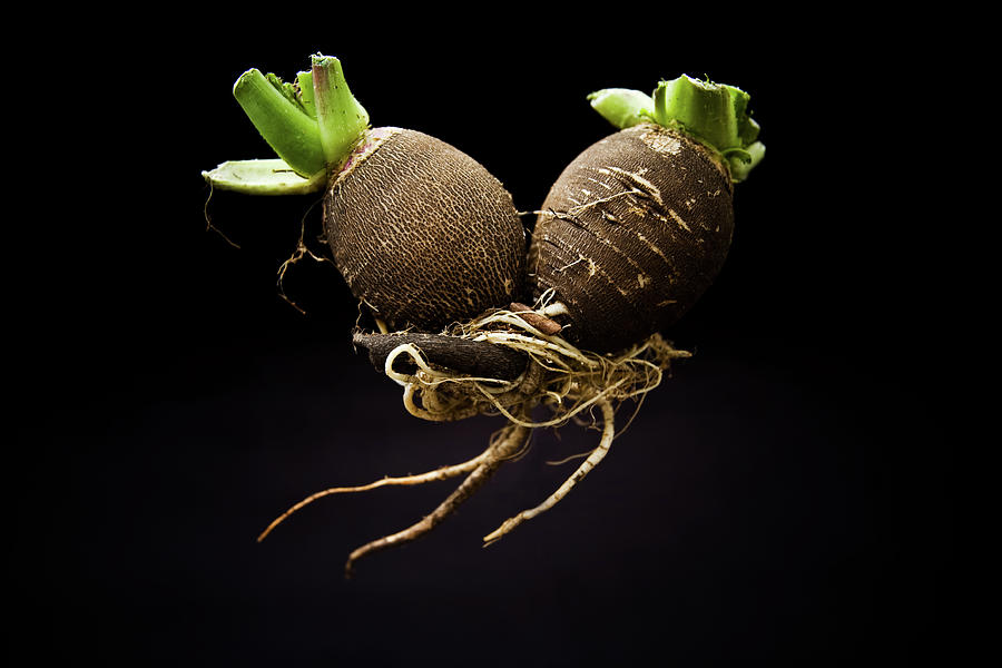 Black Radishes Photograph by Dave Le