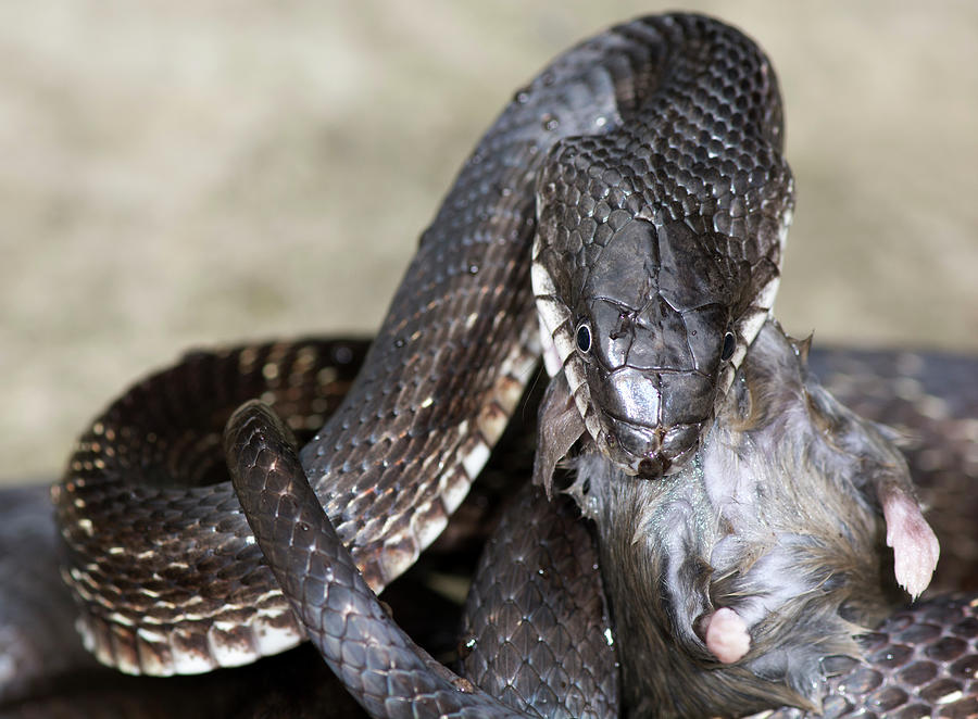 Snake Digital Art - Black Rat Snake (pantherophis Obsoletus) Eating A Deer Mouse, (peromyscus) by Callista Images