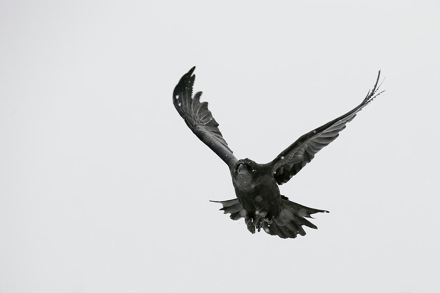 Black Raven Photograph by Alarifoto
