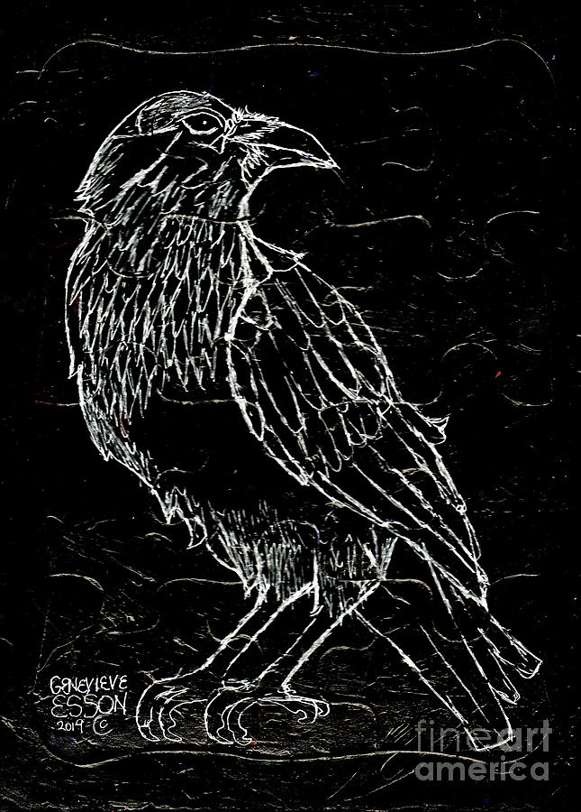 Black Raven Drawing by Genevieve Esson