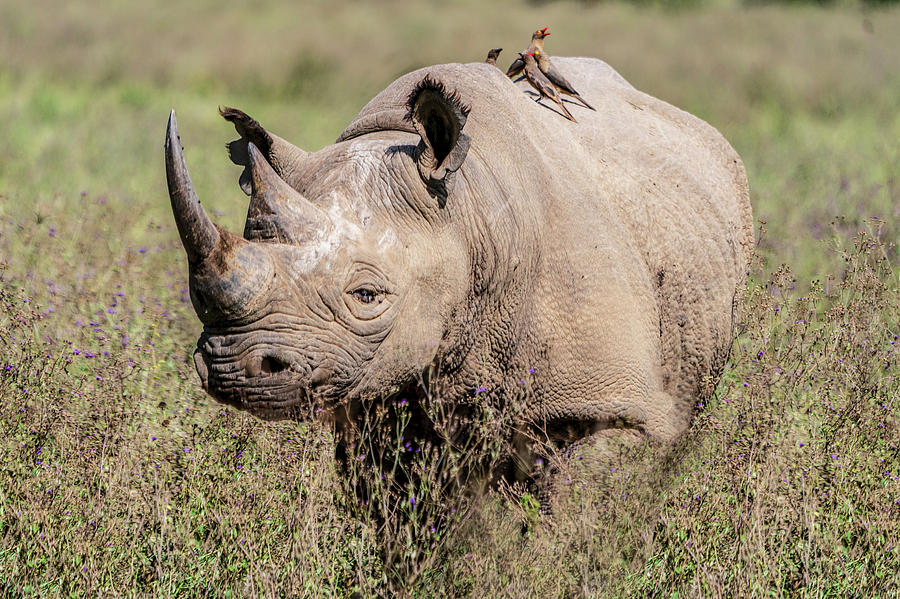 Black Rhino Photograph by Betty Eich