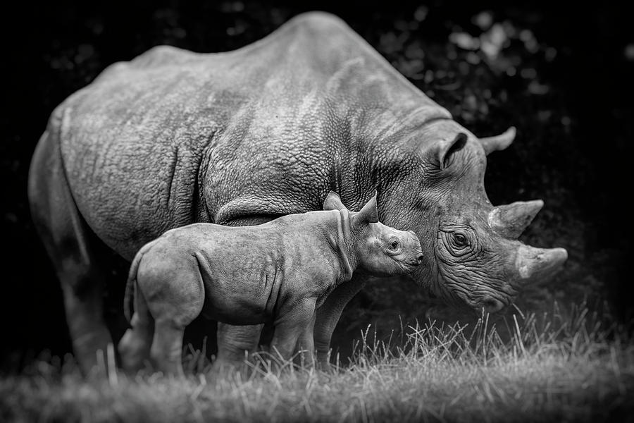 Black Rhino Calf and Mother. Photograph by Mikethomasevans - Fine Art ...