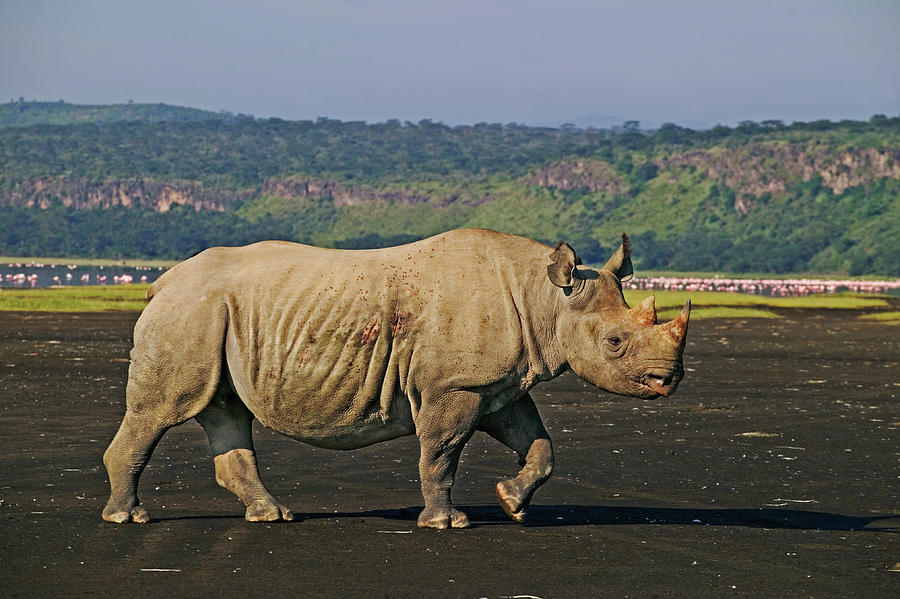 Black Rhino Diceros Bicornis Calf Photograph by Nhpa