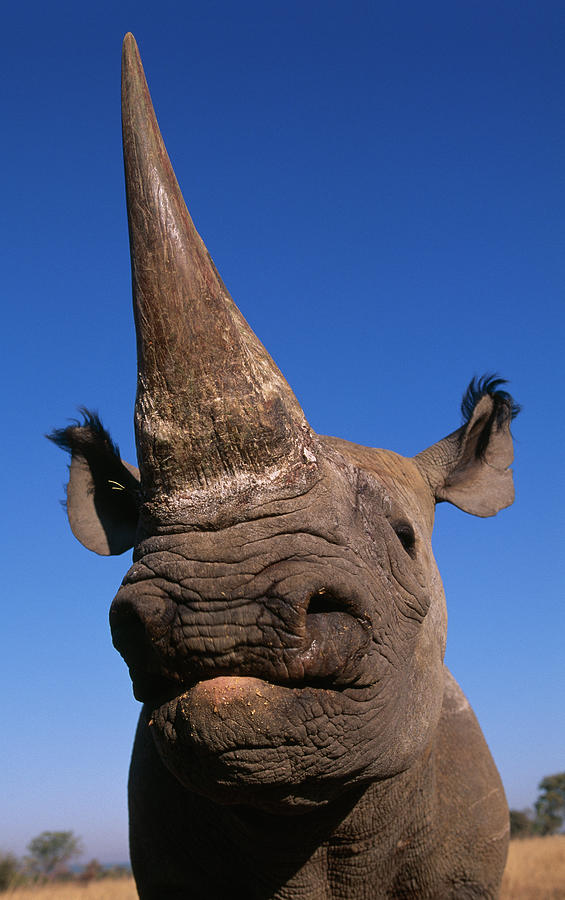 Black Rhino Diceros Bicornis  Endangered Photograph by Nhpa