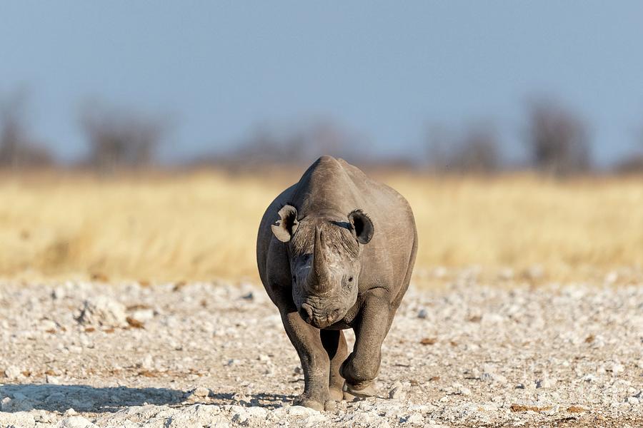 Animal Photograph - Black Rhino by Dr P. Marazzi/science Photo Library