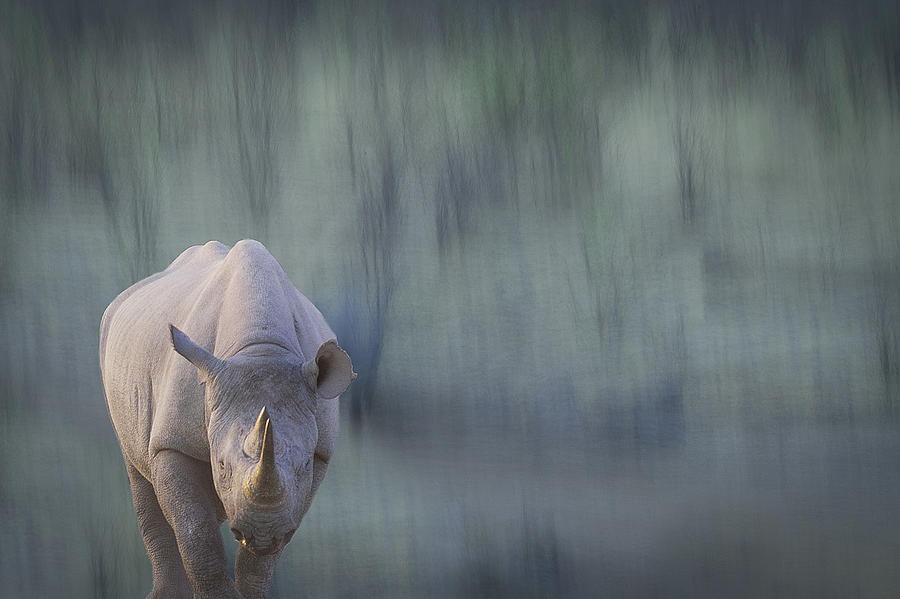 Wildlife Photograph - Black Rhino by Hilde Ghesquiere