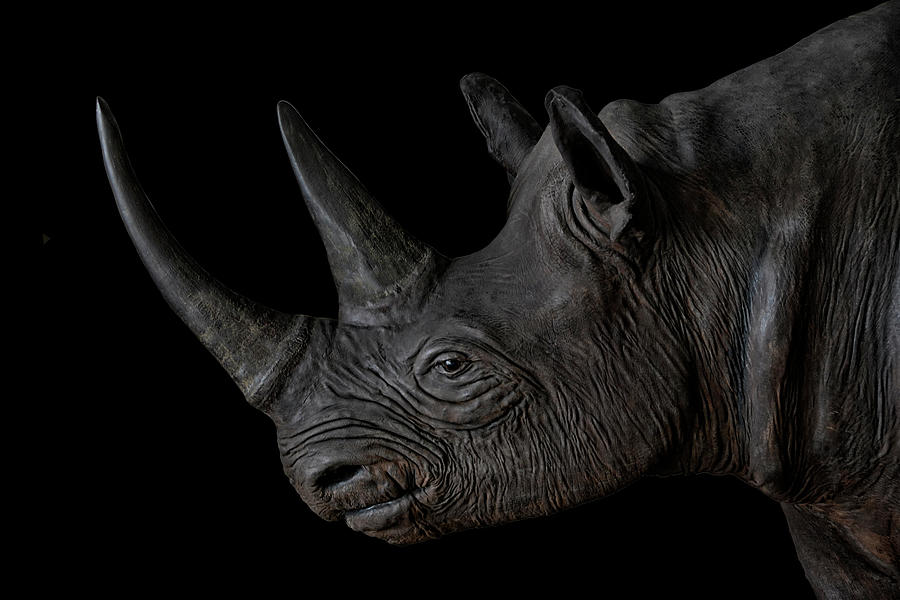 Black Rhino Photograph