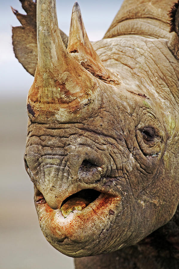 Black Rhino Male Showing Prehensile Photograph by Nhpa