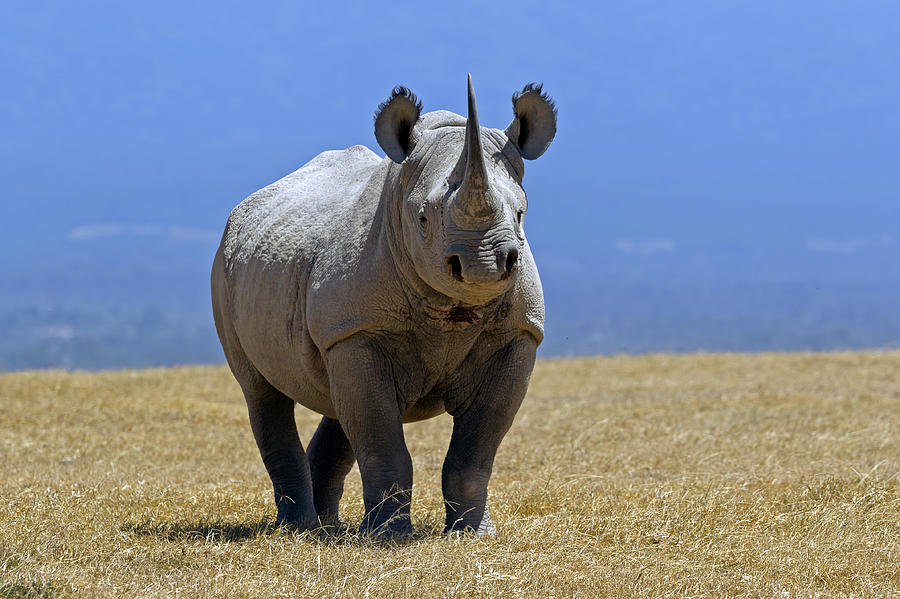 Black Rhino Photograph by Munib Chaudry