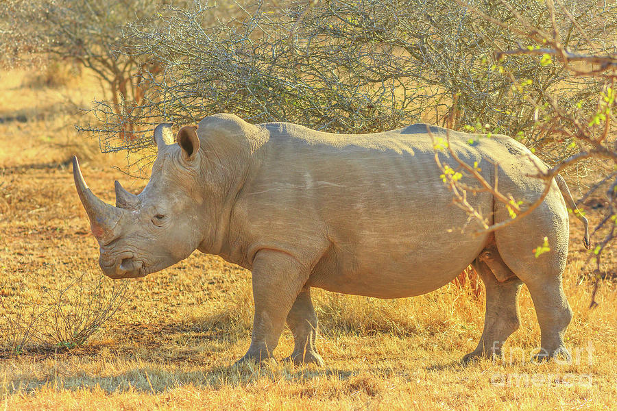 Black Rhino side view Photograph by Benny Marty