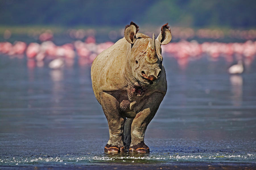 Black Rhino Sub-adult Calf Diceros Photograph By Nhpa - Fine Art America