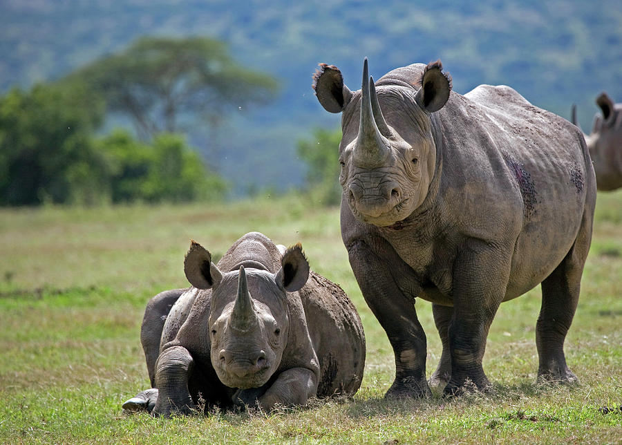 Black Rhino With Calf Photograph by Munib Chaudry