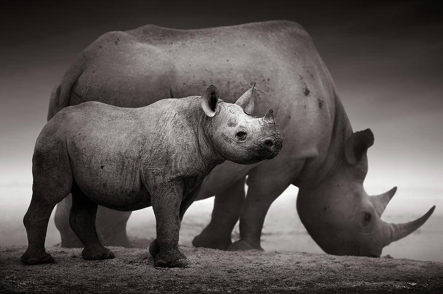 Wildlife Photograph - Black Rhinoceros baby and cow by Johan Swanepoel