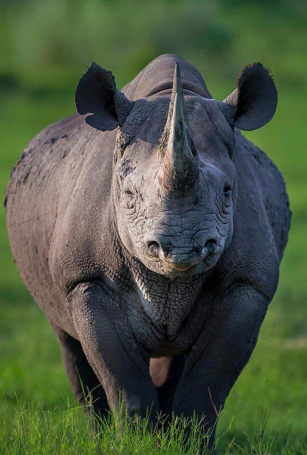 Black Rhinoceros, Chief's Island, Okavango Delta, Botswana Photograph ...