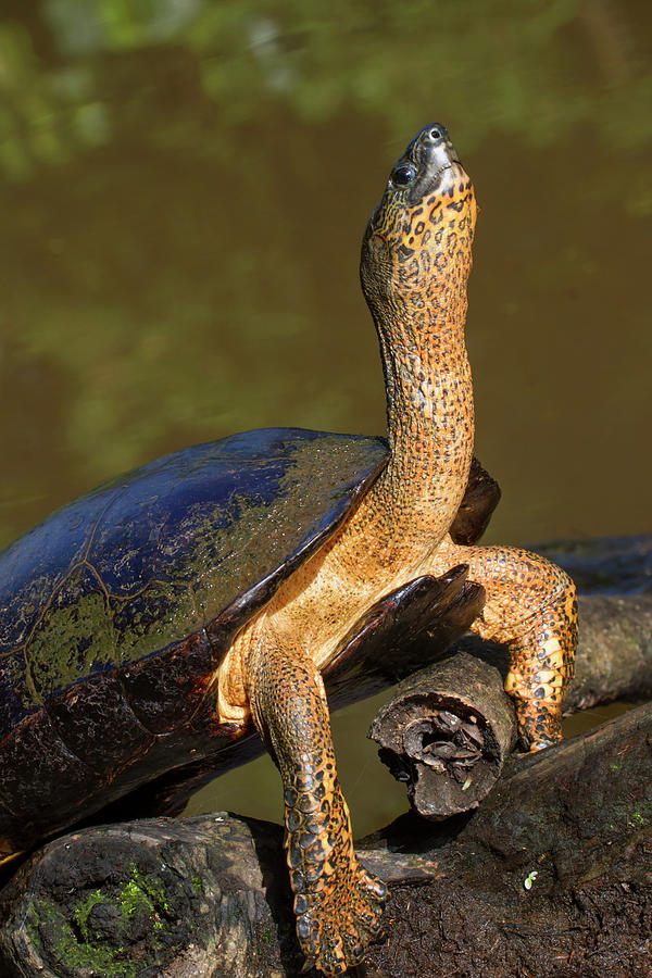 Black River Turtle Photograph by Ivan Kuzmin