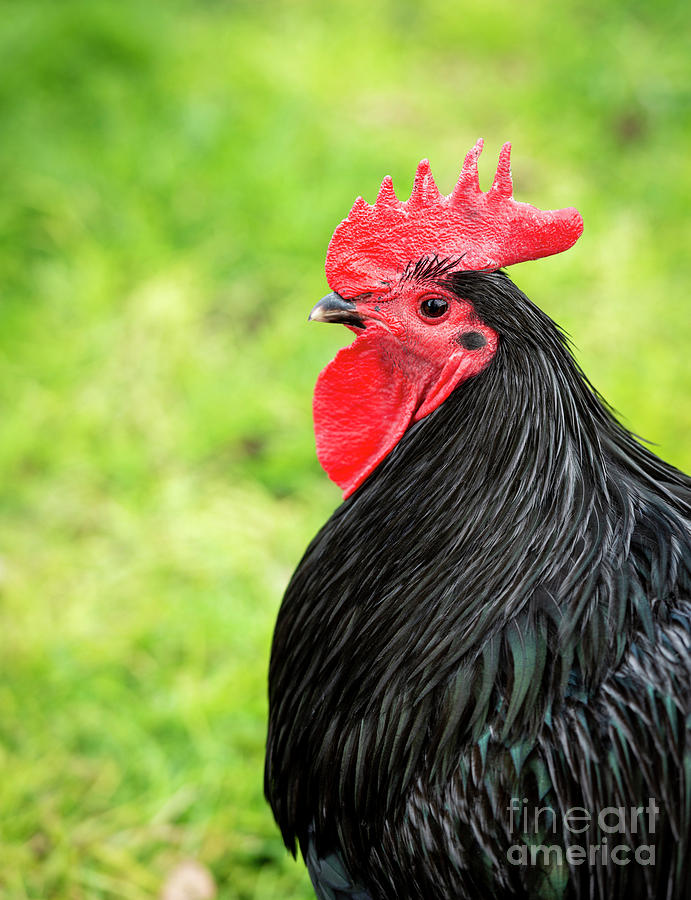 Black Rooster Photograph by THP Creative