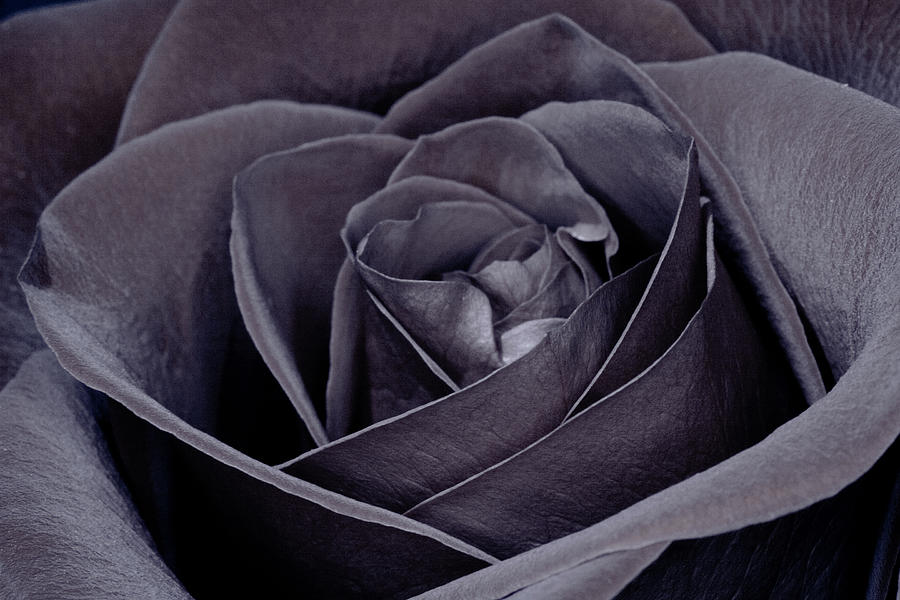 Black Rose Photograph by Slobo