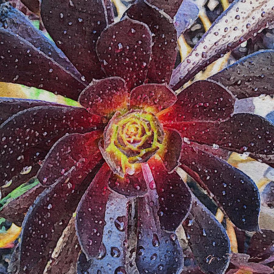 Black Rose Succulent Closeup  Photograph by Jori Reijonen