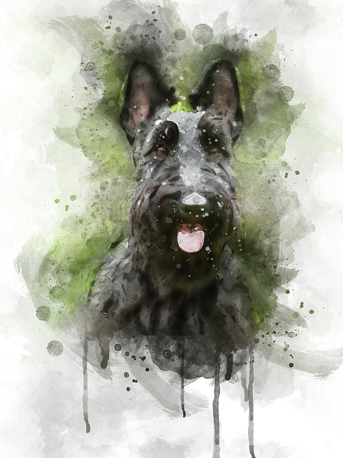 Black Scottish Terrier Digital Art